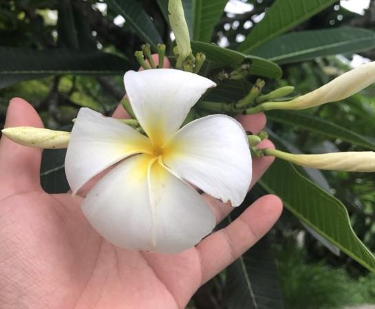 台灣雞蛋花種類