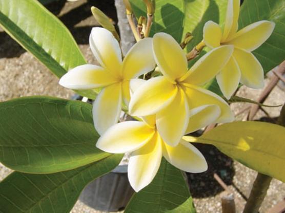 雞蛋花照顧技巧