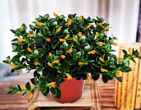 室內植物推薦 室內植物推薦