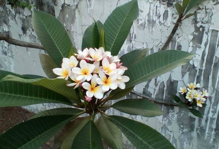 雞蛋花果實種植 雞蛋花果實種植
