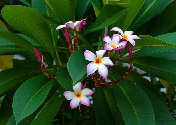 雞蛋花種植 雞蛋花種植