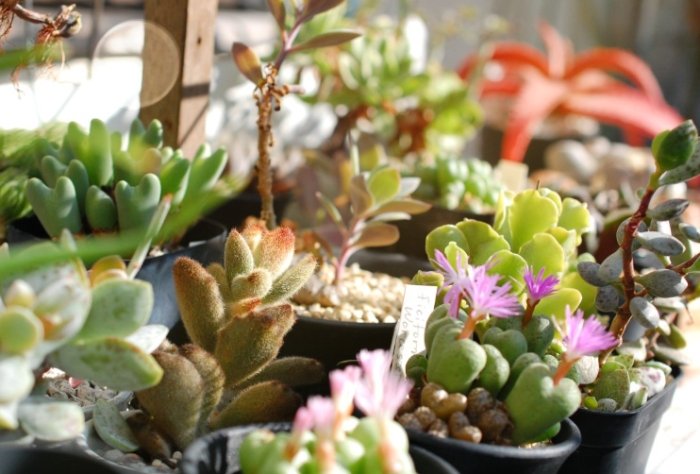 多肉植物葉片掉落