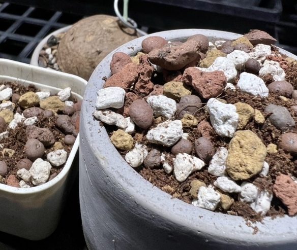 多肉植物介質選擇 多肉植物介質選擇