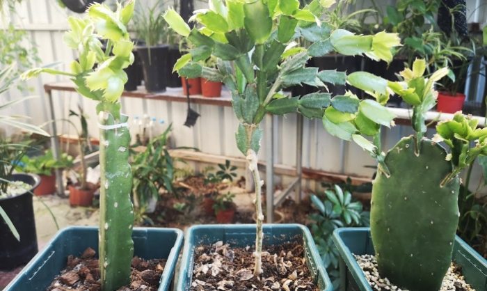 仙人掌種子發芽