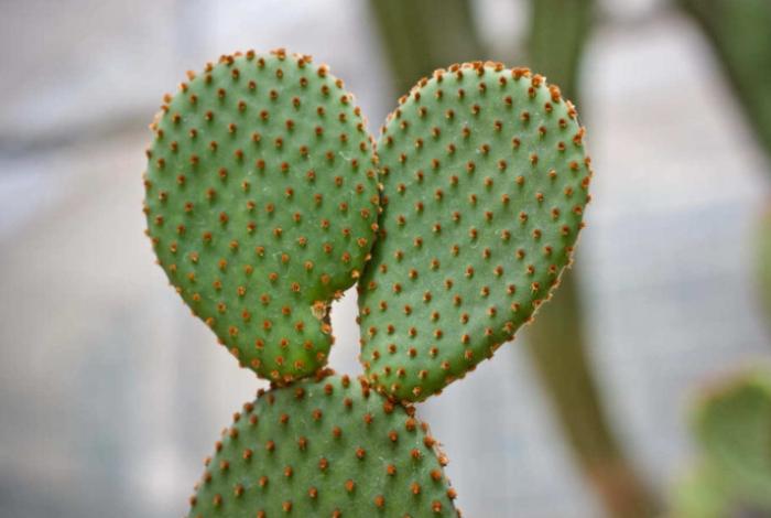 仙人掌生根問題