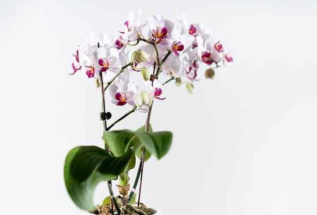 蘭花施肥方法 蘭花施肥方法