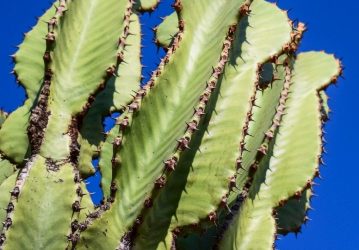 仙人掌發芽照顧