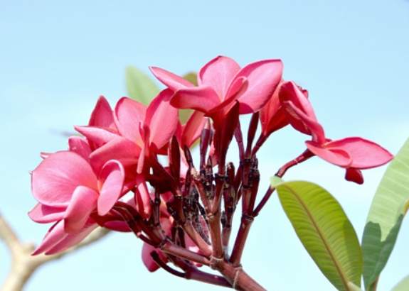 雞蛋花種植指南