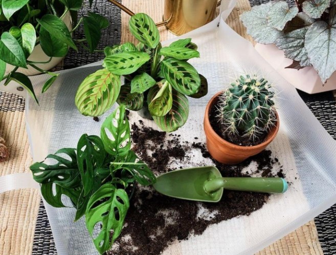 果樹換盆時機 果樹換盆時機