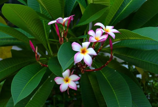雞蛋花水分需求 雞蛋花水分需求