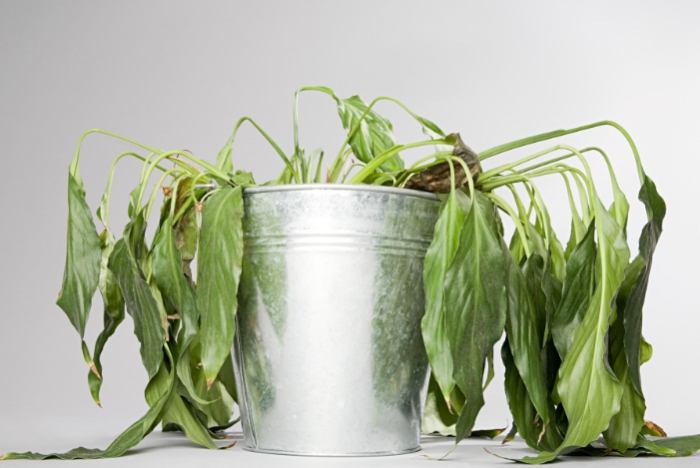 換盆後植物枯萎 換盆後植物枯萎