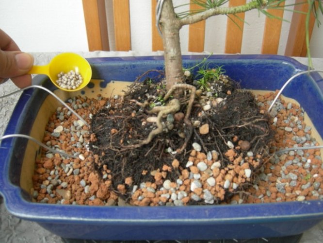 盆栽換土 盆栽換土