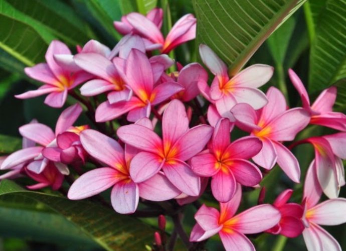 雞蛋花養護技巧