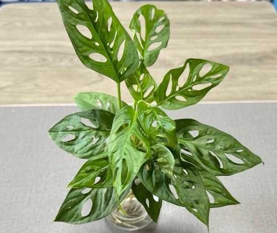 龜背竹照顧方法