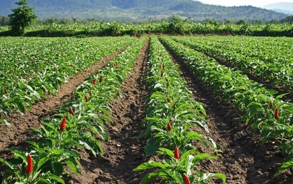 辣椒生長溫度