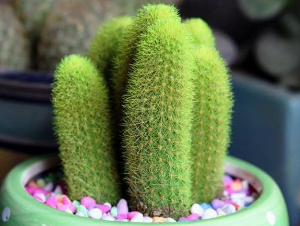 仙人掌養護技巧 仙人掌養護技巧