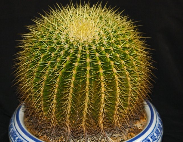 球狀仙人掌扦插 球狀仙人掌扦插