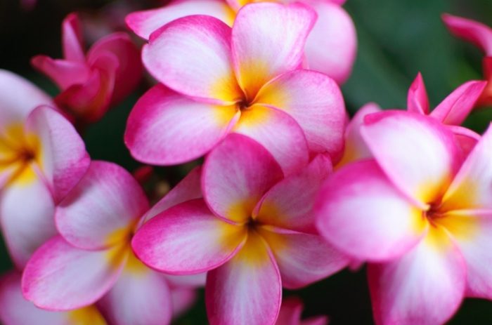 台灣雞蛋花種類