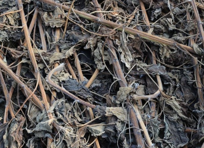 植物換盆注意事項 植物換盆注意事項