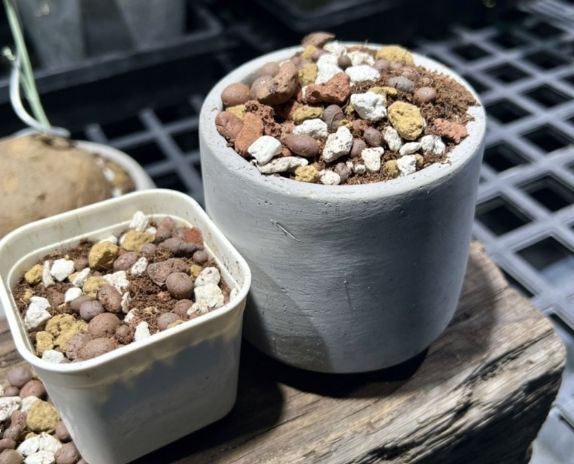 多肉植物介質選擇 多肉植物介質選擇