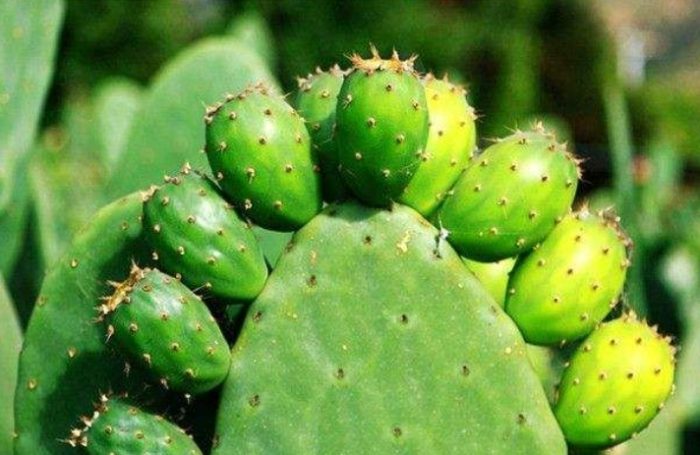 仙人掌繁殖方法 仙人掌繁殖方法