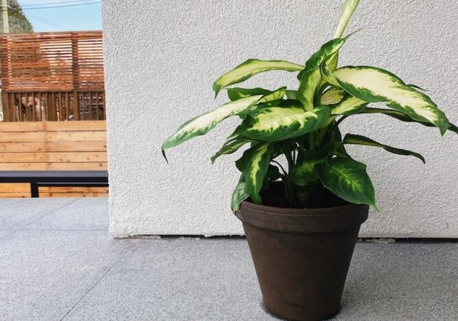 盆栽換盆時機 盆栽換盆時機