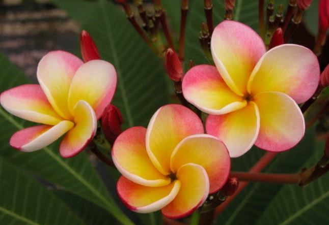 雞蛋花種植指南