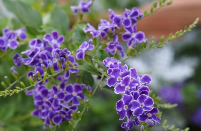 半日照植物推薦 半日照植物推薦