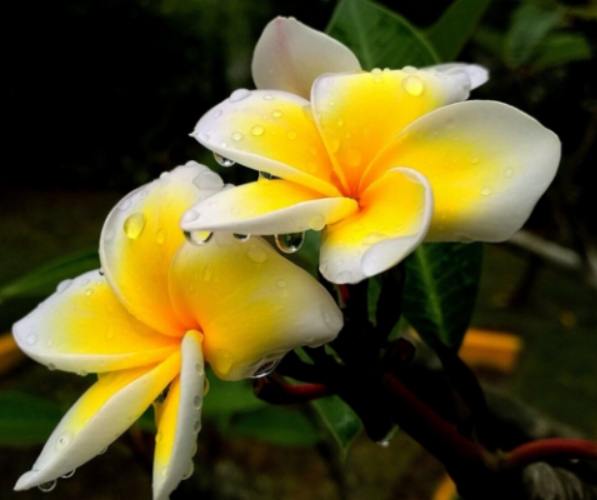 雞蛋花種子繁殖方法