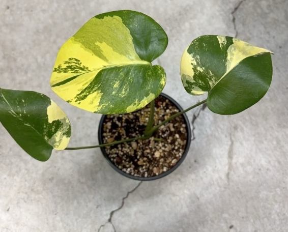 龜背芋葉子變黃 龜背芋葉子變黃