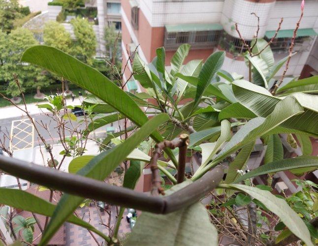 雞蛋花盆栽養護