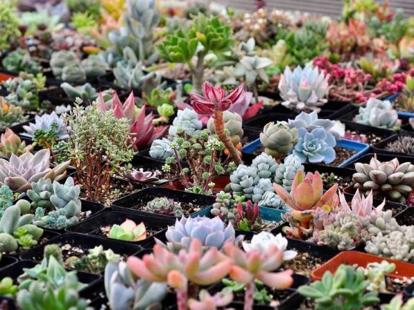 多肉介質調配 多肉介質調配