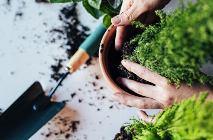 盆栽果樹移植 盆栽果樹移植