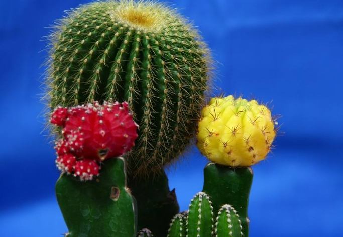 球形仙人掌種植 球形仙人掌種植