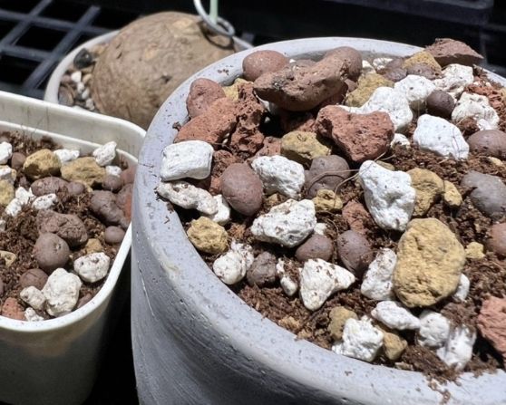 多肉植物土壤配方 多肉植物土壤配方