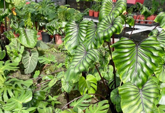 植物葉子變黃處理