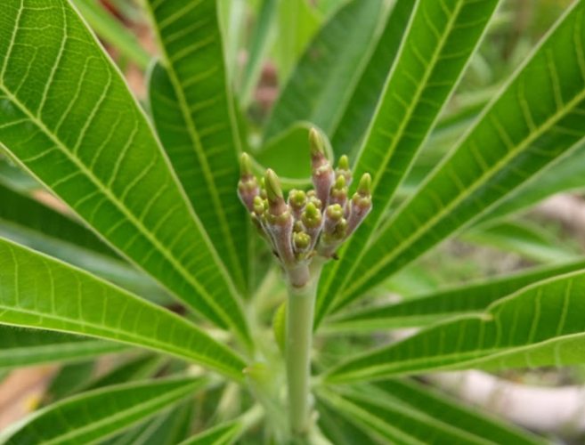 雞蛋花種植 雞蛋花種植