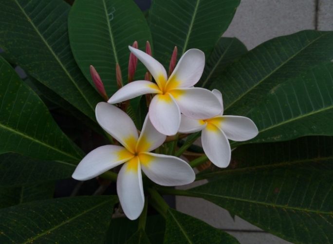 雞蛋花種子發芽