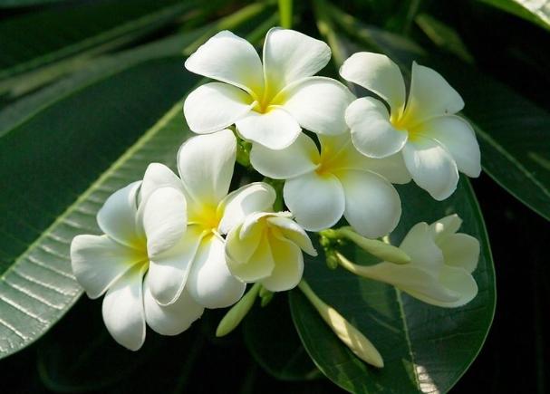 雞蛋花換盆時間