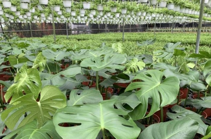 龜背芋照顧方法 龜背芋照顧方法