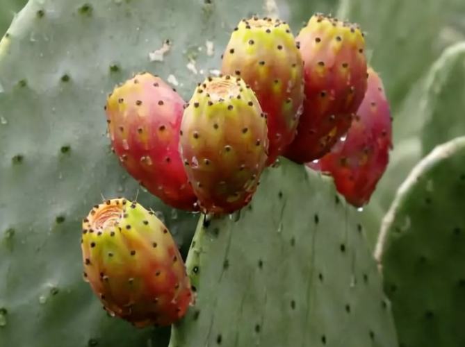 客廳放仙人掌 好嗎 客廳放仙人掌 好嗎