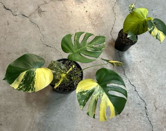 龜背芋照顧 龜背芋照顧