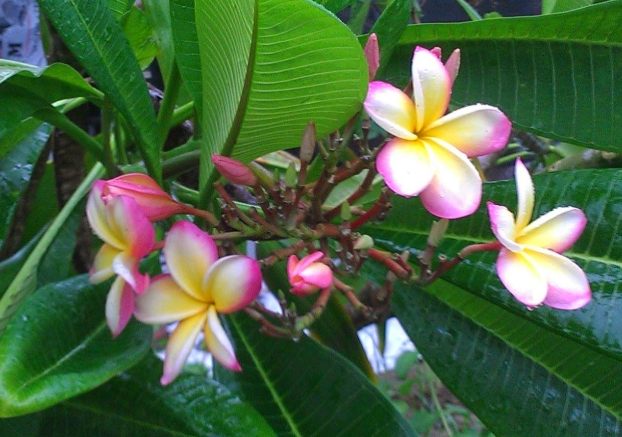 雞蛋花修剪方法