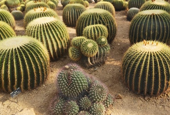 仙人掌養護技巧 仙人掌養護技巧