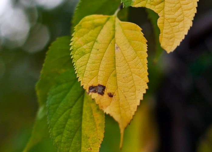 無葉植物生存 無葉植物生存