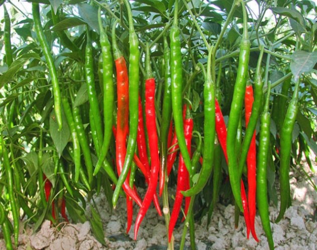 家庭小辣椒种植