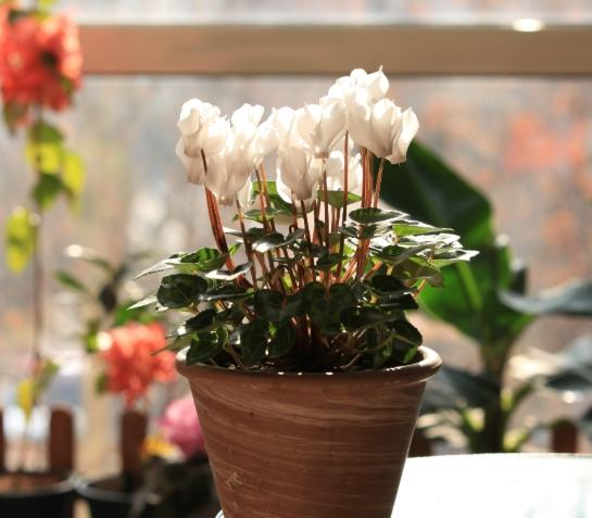 台湾家庭花卉推荐 台湾家庭花卉推荐