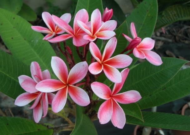 雞蛋花葉子枯黃原因