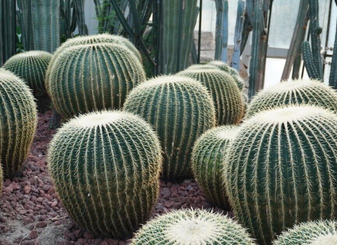 球形仙人掌種植 球形仙人掌種植