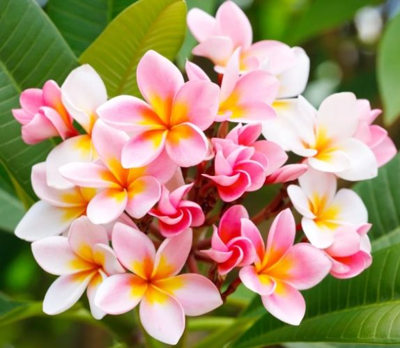 雞蛋花果實用途 雞蛋花果實用途